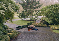 Oriental Gardens by Kayung Lai - Photography book